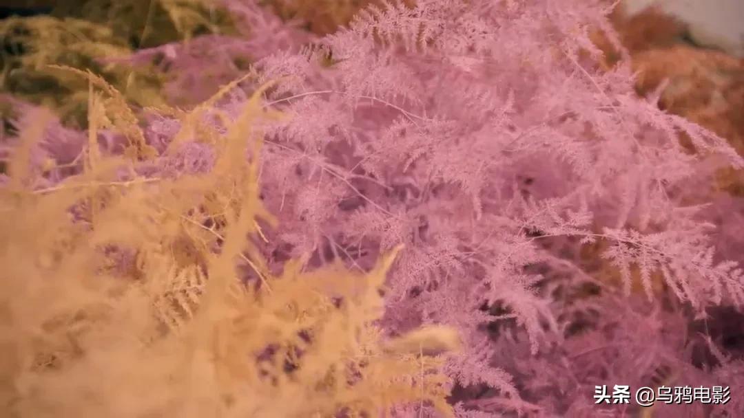 这也能拍出花?网飞又开挂了,每集都让我惊掉下巴