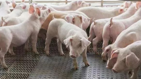 快看!非洲猪瘟终于找到有效的预防方案了,大户都是这样做的