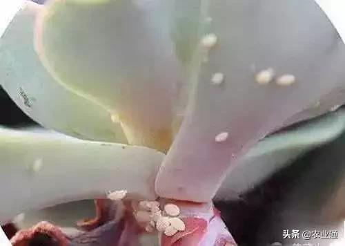 家庭防治虫害的最佳方法,病虫害防治小妙招