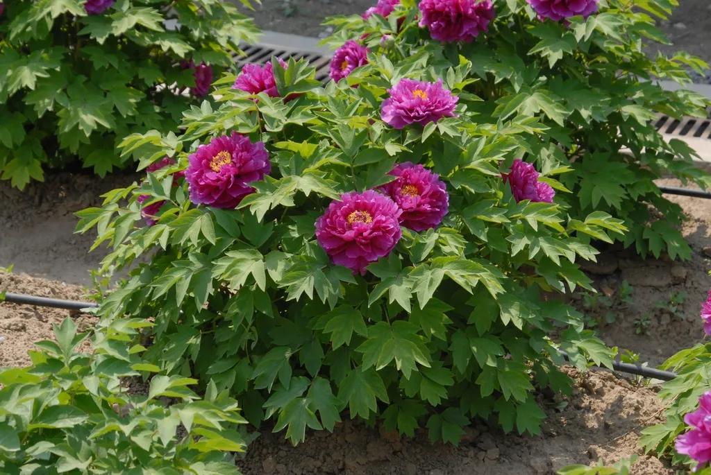 国色天香牡丹花雍容华贵,花中之王国色天香牡丹花