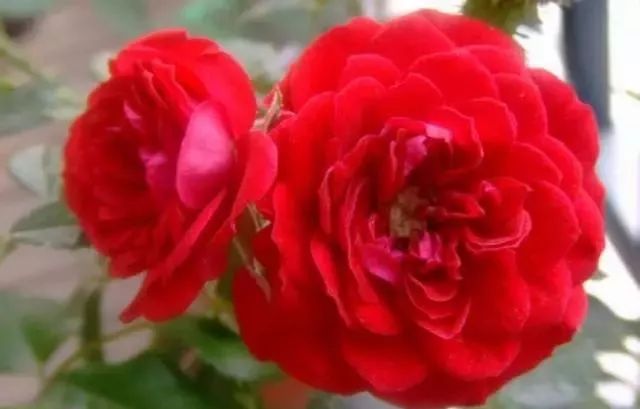 一万年一次的2020520；一起认识100种玫瑰~别送错啊