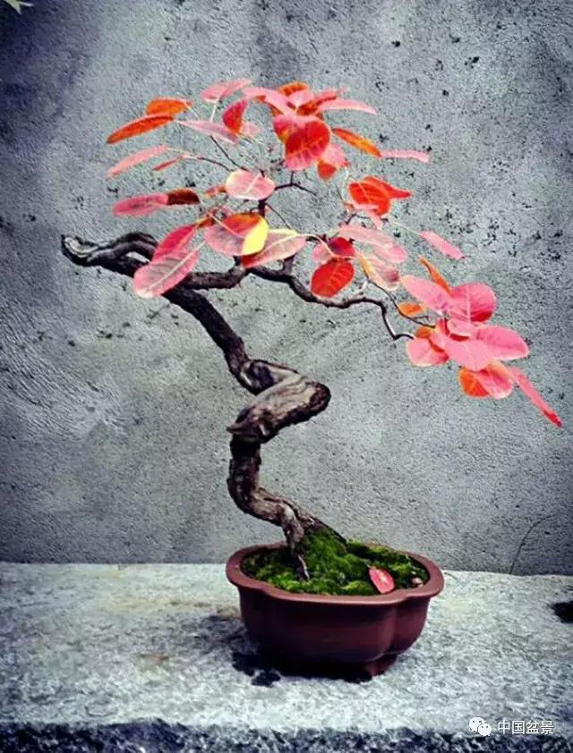 盆景植物最好养的,好养易活的盆景植物有哪些