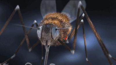 蚊子咬狗,蚊子也咬脚么