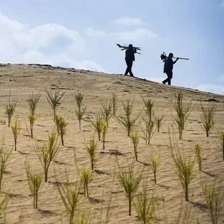 所有太仓人，你的蚂蚁森林里有几颗梭梭树啦？