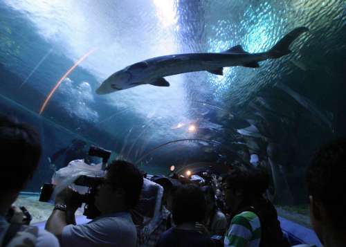 香港海洋公园现在盈利吗,香港海洋公园现在情况