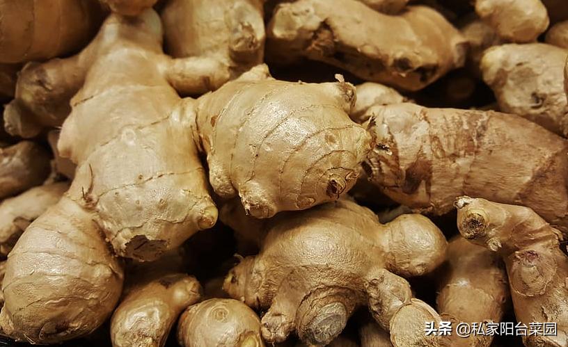 生姜怎样种植才能出姜率高,如何反季节种植生姜