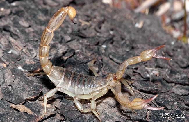 蝎子人工养殖直销,人工养殖的蝎子怎样做好吃