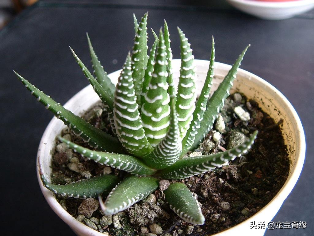 室内养的植物有毒品种大全,哪些室内植物对人体健康有影响