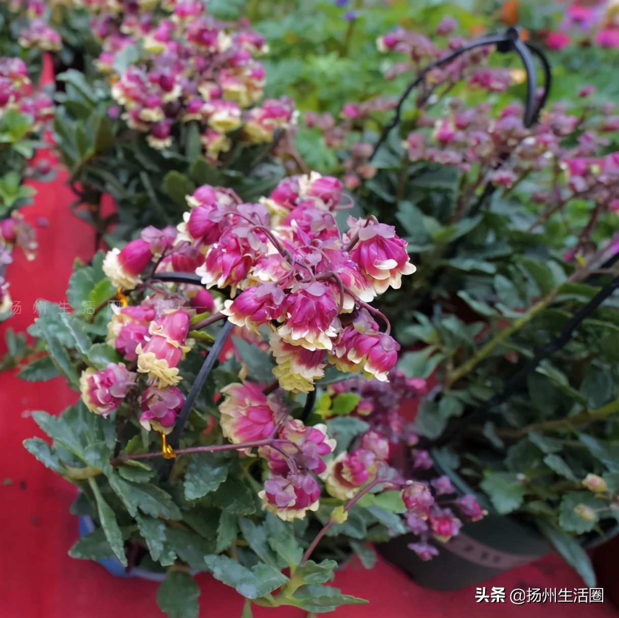 扬州花卉市场大全,扬州西区花卉市场