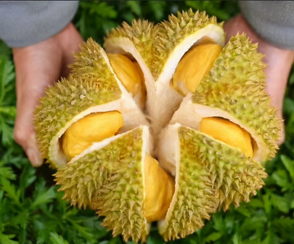 巴掌榴莲和甲仑榴莲哪个好,甲仑榴莲与金枕头榴莲口味