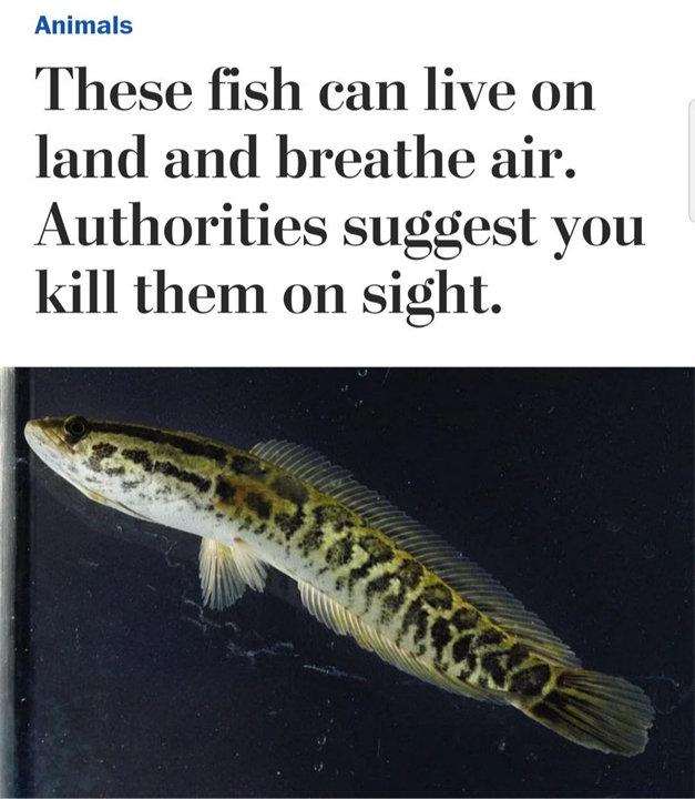 “蛇头鱼”在美国泛滥成灾，花费8亿美元治理，甚至不惜抽干湖水