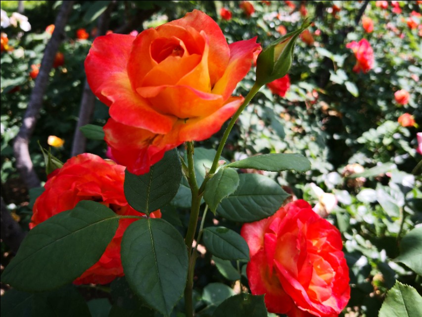 区分月季和玫瑰的正确方法,蔷薇属中的蔷薇月季玫瑰如何区别