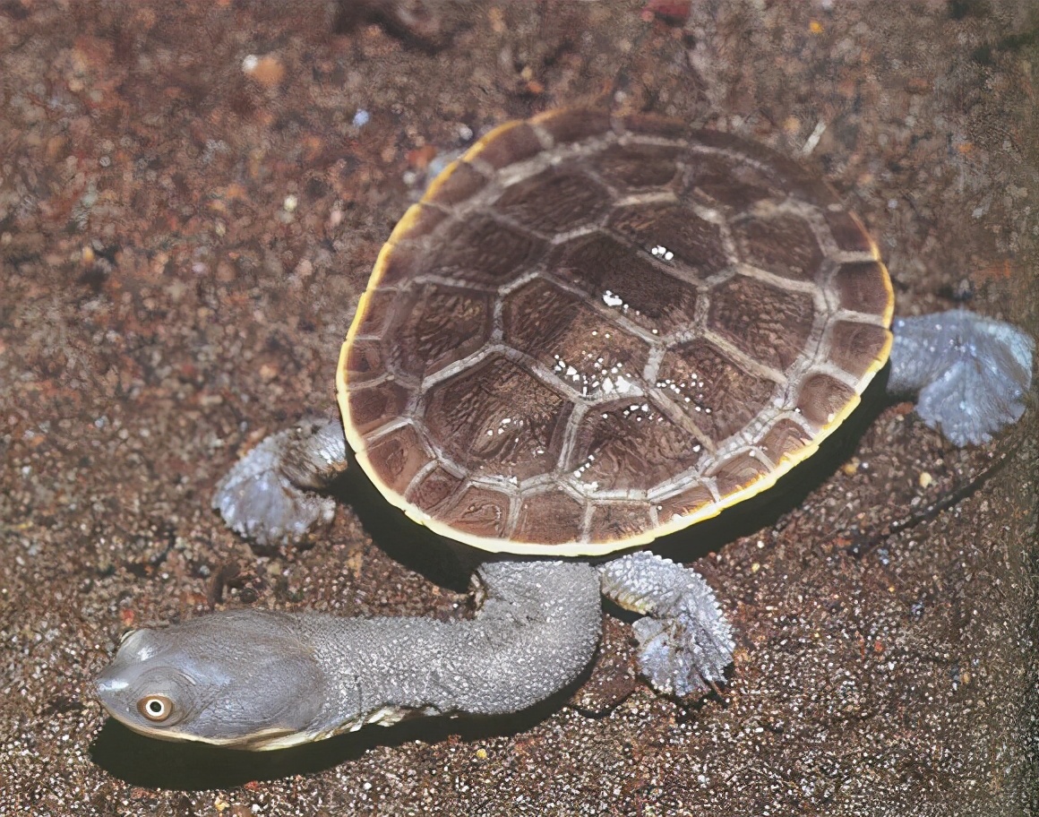 龟类纪录片,龟类图片