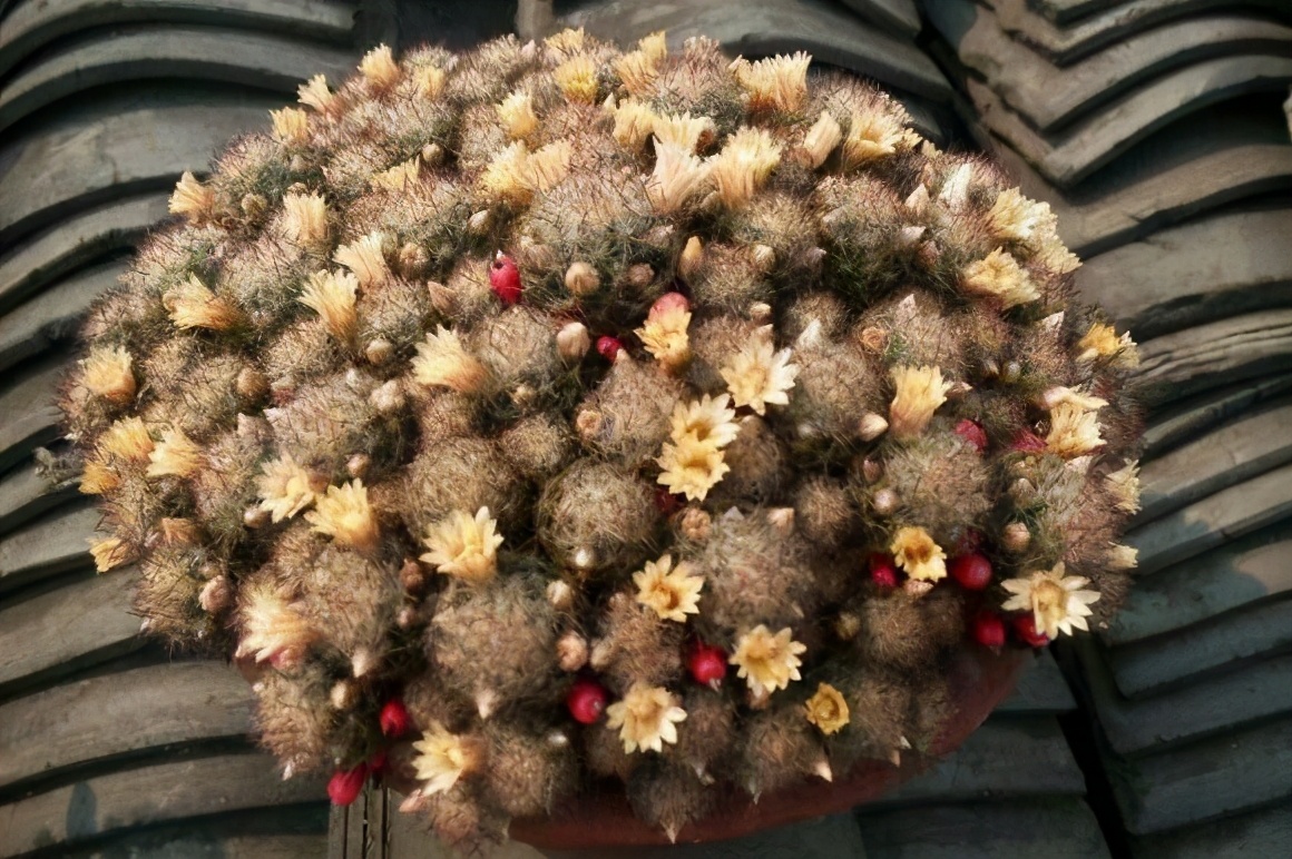 紫乐多肉开花后如何人工授粉,多肉开花怎么处理最好看