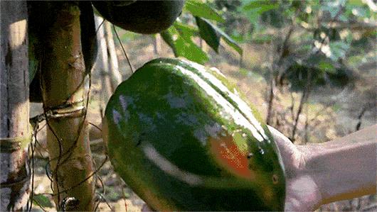 蔡依林皮肤特护霜,蔡依林胶原蛋白粉保养皮肤