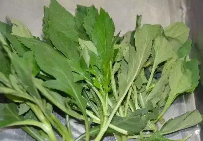 武穴又到挖野菜的时候了,江边好多人都在挖野菜,你吃了吗?