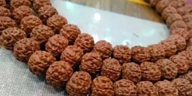 小金刚菩提深度清理,小金刚菩提怎么清理才干净