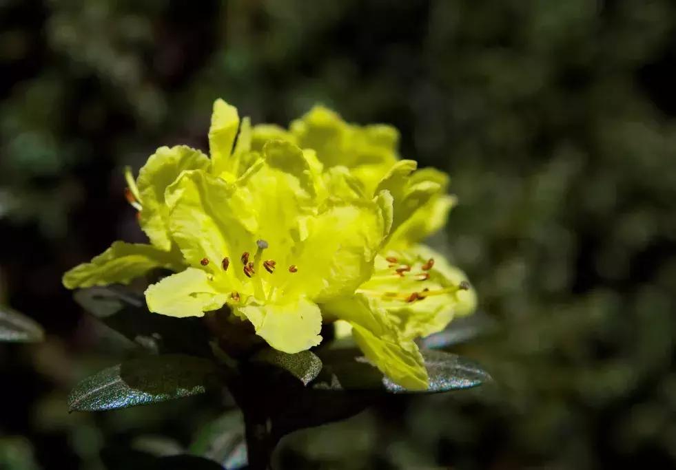 凉山最漂亮的花海,西昌赏花攻略