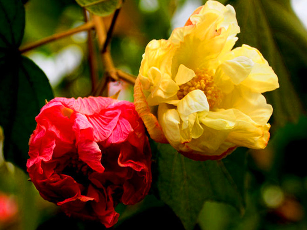 十月花神木芙蓉，凄美的故事打动了无数人，养护注意事项很多
