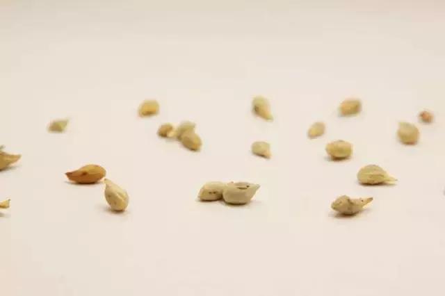 柑橘溃疡病的最佳防治时期,柑橘溃疡病的最佳防治措施