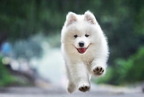 微笑天使萨摩耶的主人,微笑天使萨摩耶好养吗