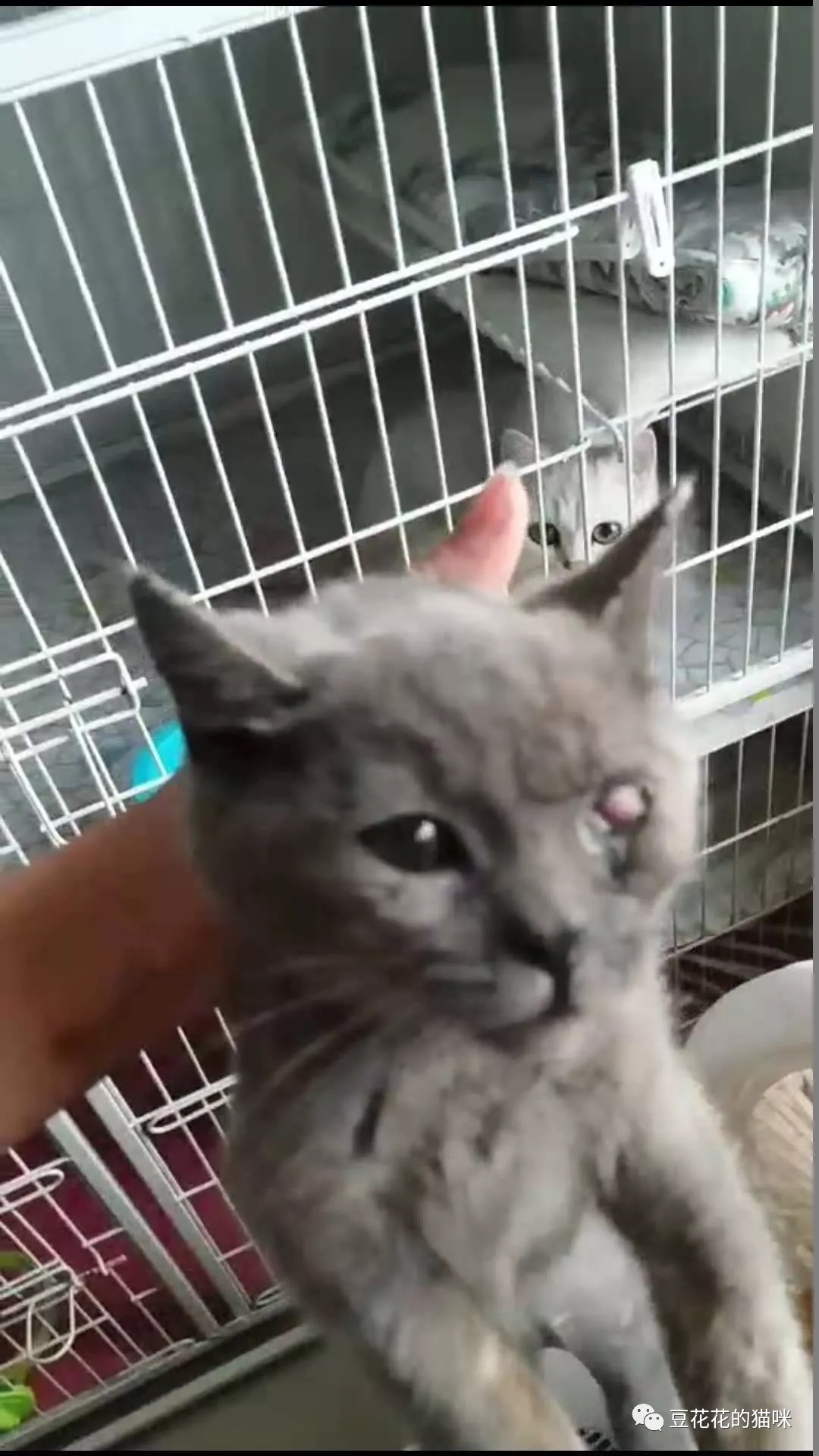 猫咪有脓性眼屎是怎么回事,猫咪眼屎流脓是为什么