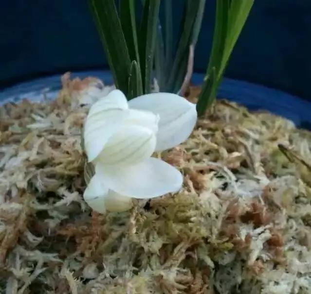 兰展要价800万的兰花,今年兰展最高价的有哪些兰花