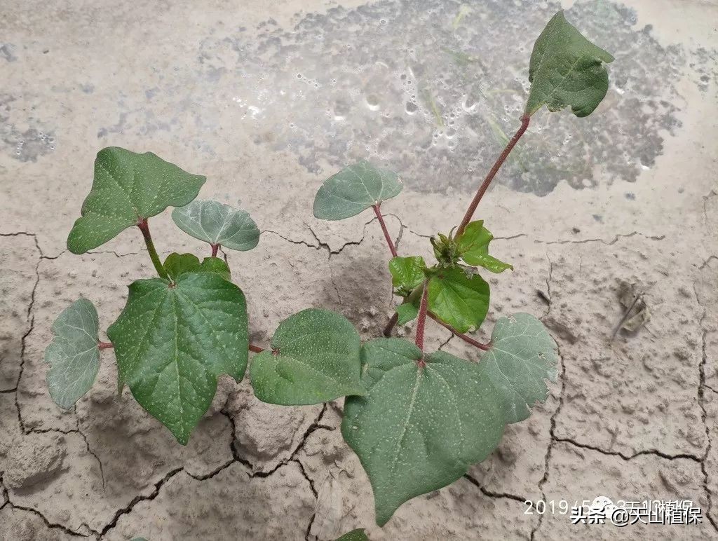 棉蓟马怎么治,棉蓟马发生最适合气候条件