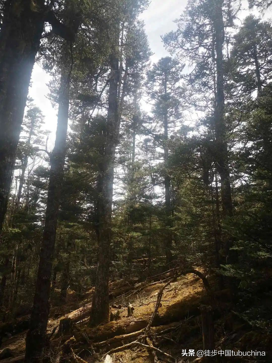 给我一个机会去爱你,给我一个机会让我去爱你