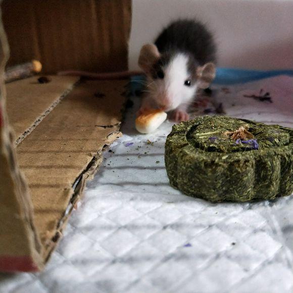 养了只花枝鼠不给摸怎么办,养了个花枝鼠