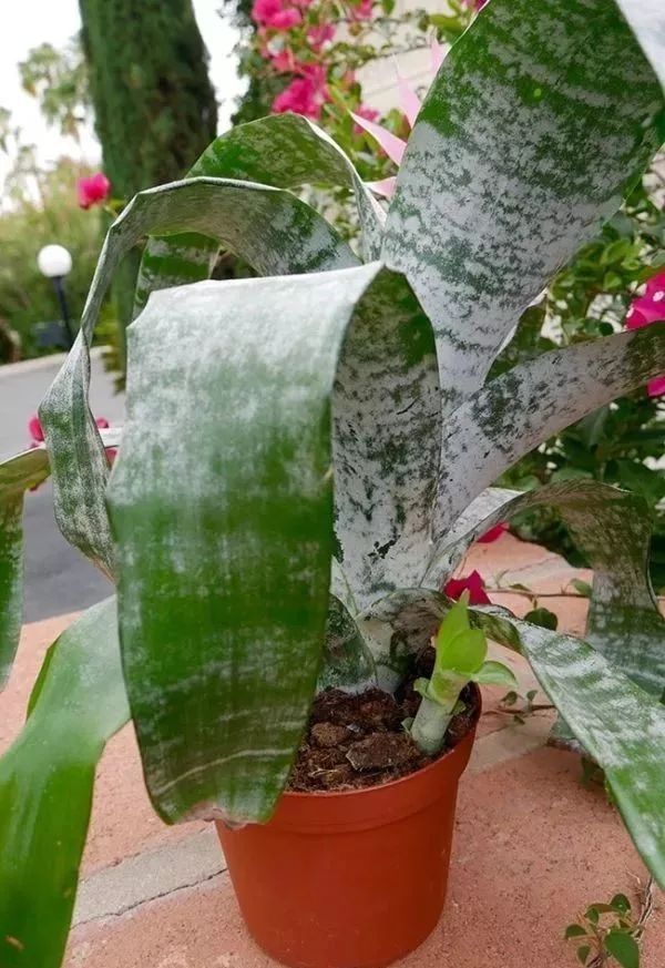 观赏凤梨催花方法,观赏凤梨可以采用播种的繁殖方法