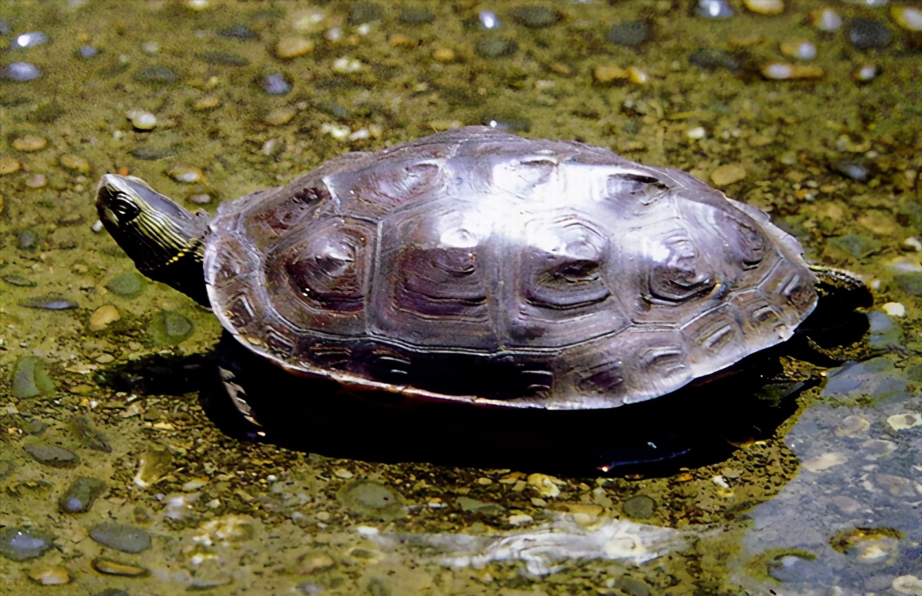 龟类纪录片,龟类图片