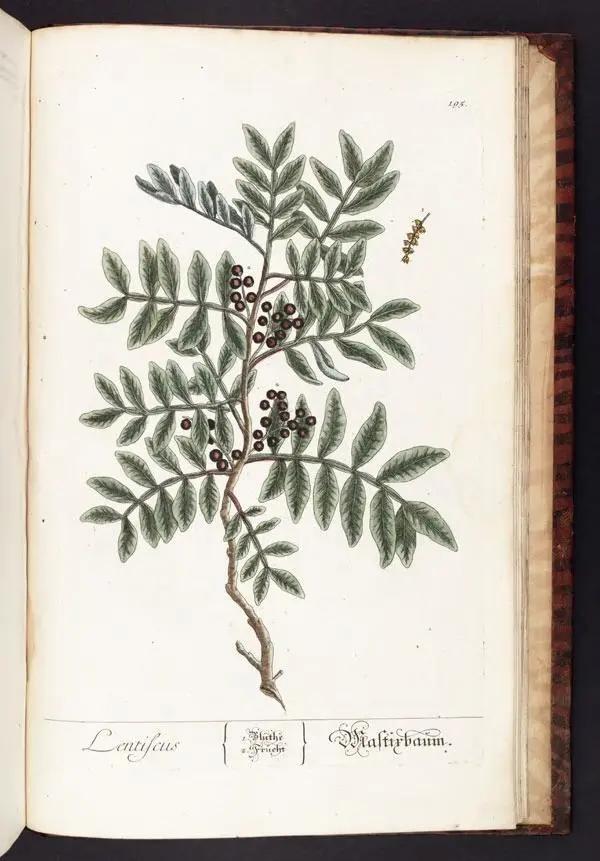 它贵若黄金，治不了秃顶……但能做软糖