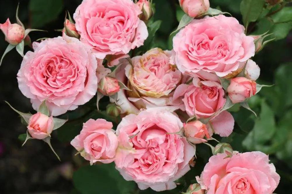 花店必备的5款玫瑰,花店最常用什么品种的玫瑰花