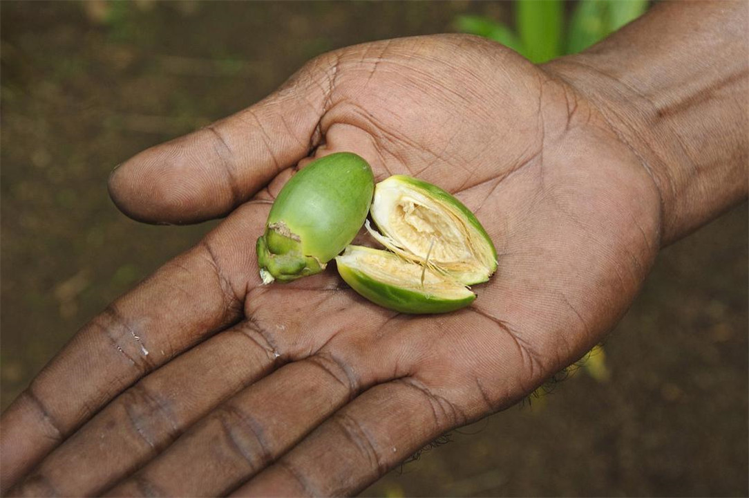 全国有多少人吃槟榔致癌,世界十大致癌物槟榔