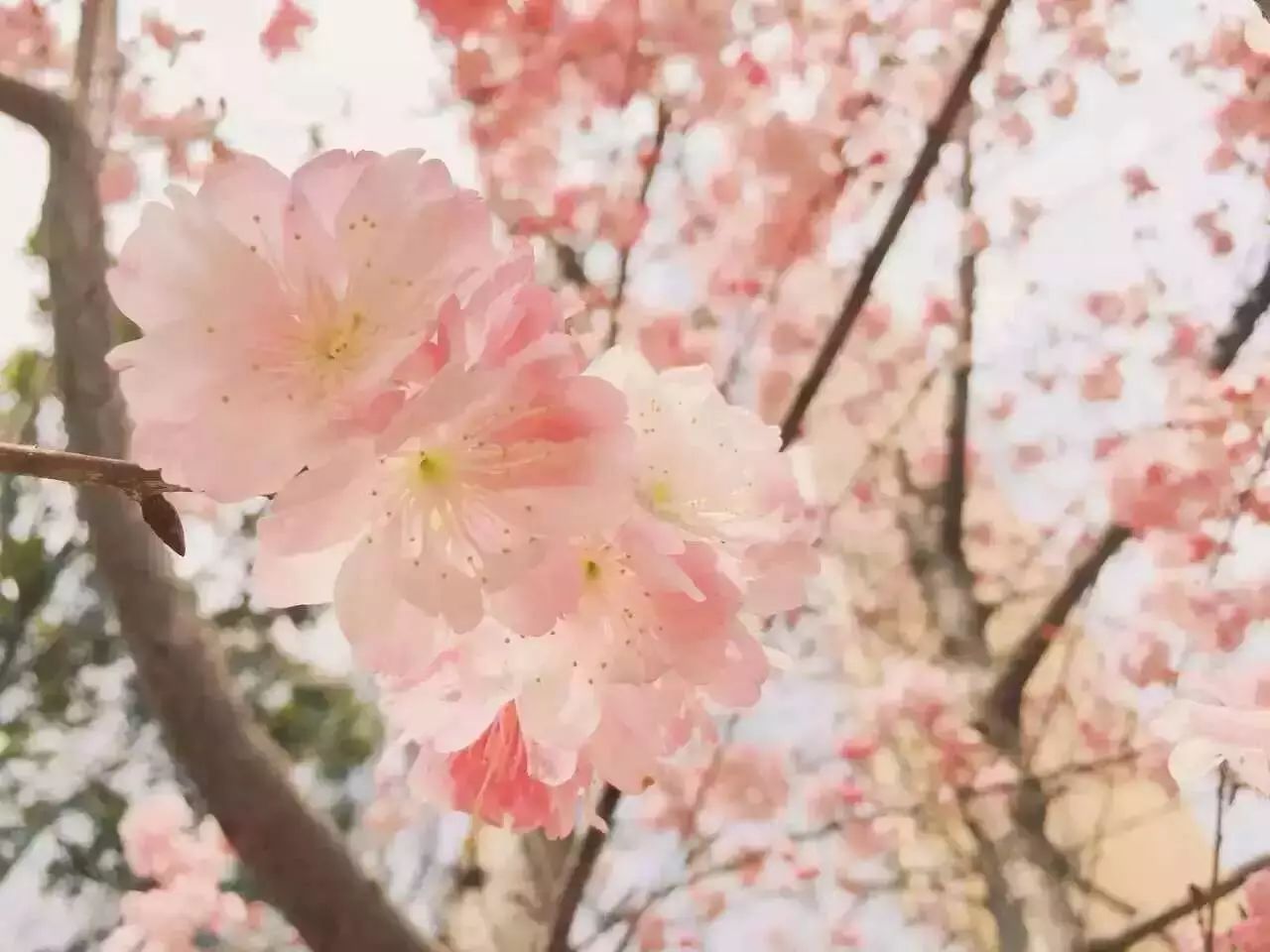 马上就清明节放假了，来场“樱花宴”吧！