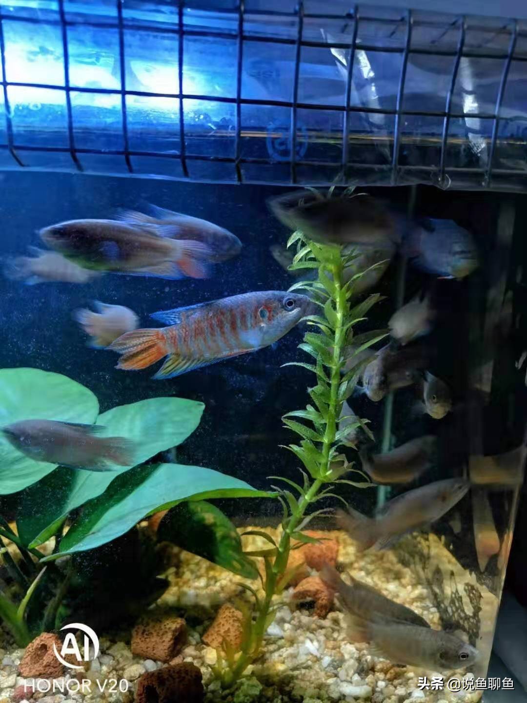 粉丝发私信求救,粉丝向主播求救