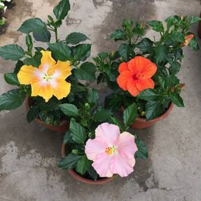 堪称开花机器的4种花,四季开花木本花卉盆栽有哪些品种