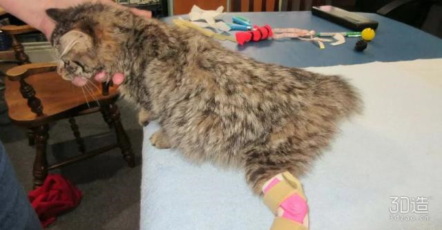 天生残疾的小猫咪,残疾小猫咪视频