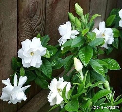 栀子花怎么老是出现黄叶,栀子花的几种黄叶原因及图片