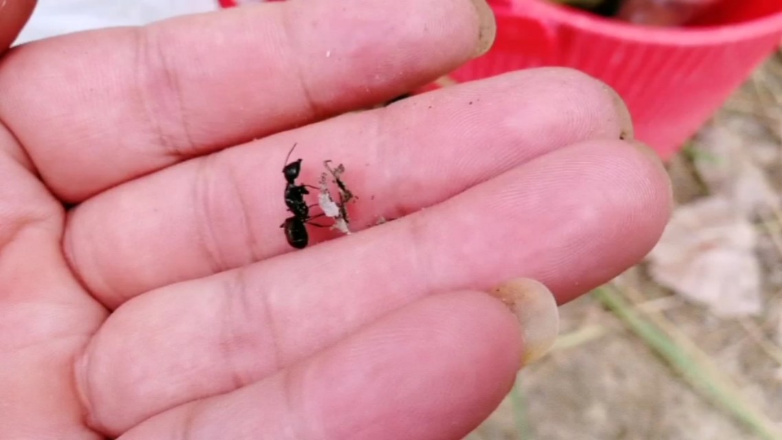 天气转凉大河野钓,天气炎热钓浅滩