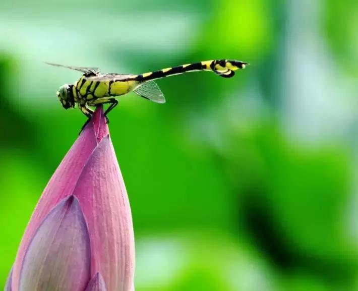 激情六月，燃动全城！2019九算之星评选厮杀正酣，就差你一票