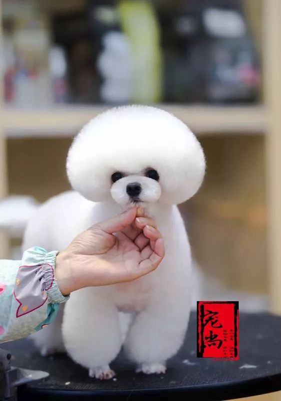 宠物美容专业的职业规划,宠物美容的理解与想法