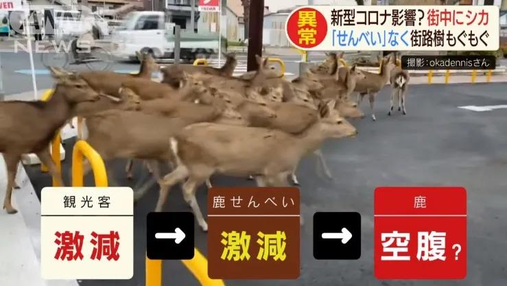 少了中国游客，整个旅游生态圈都乱了！