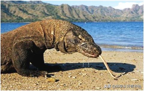 科莫多龙岛图片,科莫多恐龙爬行巨兽