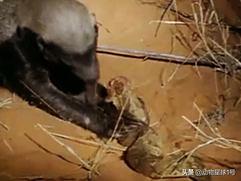 平头哥蜜獾照片,蜜獾平头哥动物科普