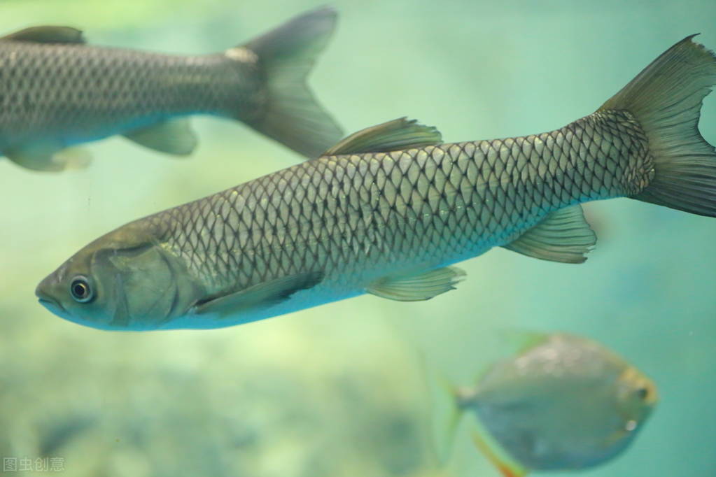 四大家鱼里为什么没有鲤鱼 (四大家鱼为什么没有鲤鱼和鲫鱼)