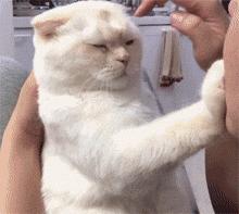 铲屎官请自重图,铲屎官请自重