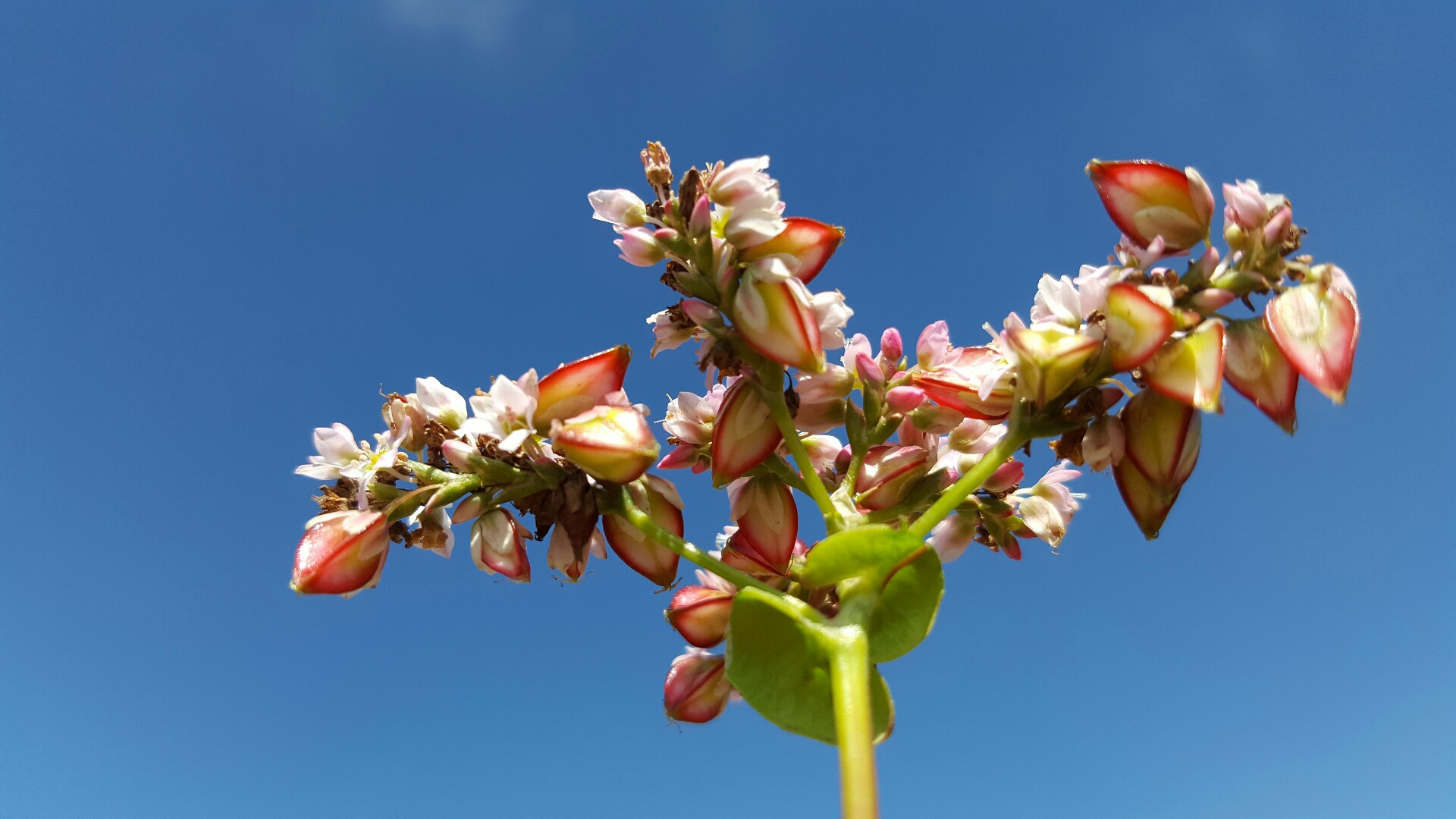 荞麦与荞麦花,荞麦花和荞麦粒