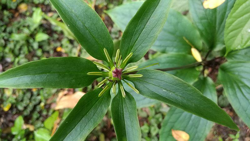 农村保护珍惜野生植物野草,常见的野生杂草